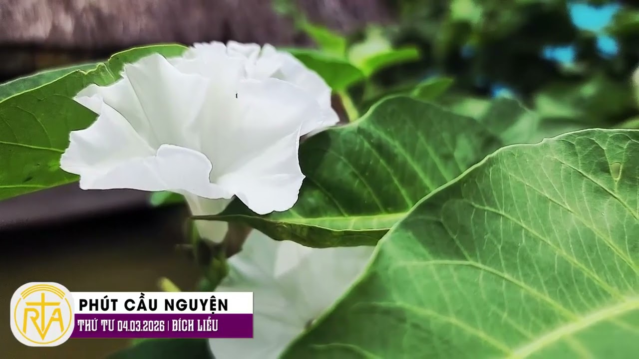 Phút Cầu Nguyện, Thứ Tư 04/03/2026:  Ánh sáng đời sống phục vụ