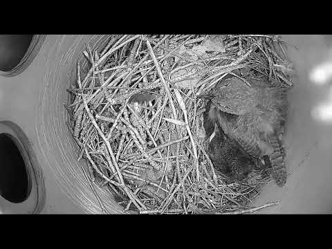 Ostdrossel wren nest cam live