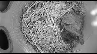 Ostdrossel wren nest cam live