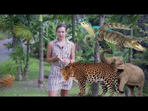 Что нельзя вывозить из Тайланда? Статуэтки Будды, морские коньки и другое