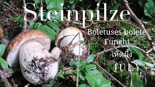 PICKING MUSHROOM #steinpilze #เห็ดผึ้ง​ #boletus #funghi in Switzerland เก็บเห็ด​ผึ้ง​สวิส​ by Neroli swiss diary 198 views 2 years ago 6 minutes, 21 seconds