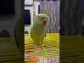 #like#cutebird#youtubeshorts#shortsvideo#viral#trending