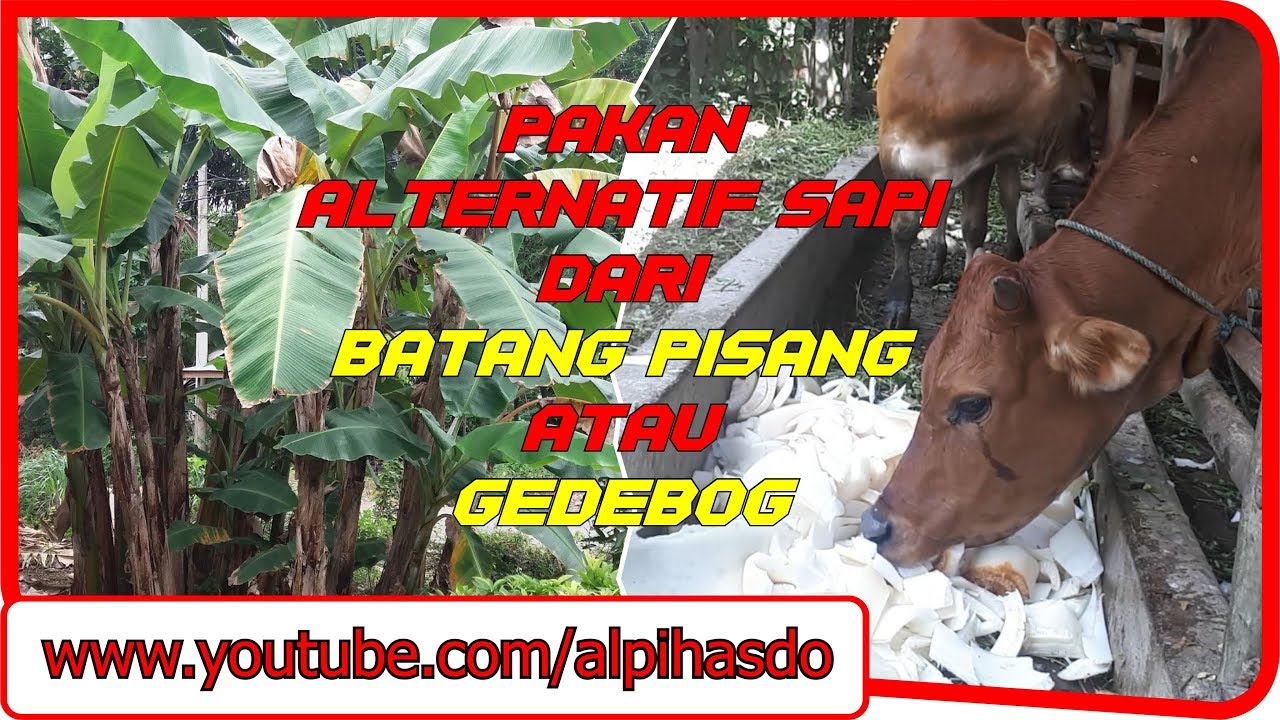 Pakan Alternatif Sapi Dari Batang Pisang atau Gedebog - YouTube