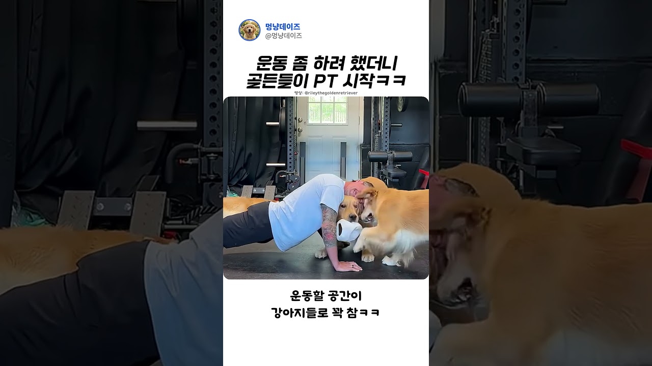 골든개인PT는 이렇게!#Shorts #골든리트리버 #강아지짤 #웃긴영상 #홈트 #댕댕이