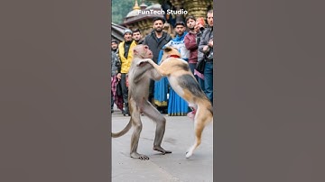 😱Monkey Vs Dog Fight Near A Temple #animals #animal #animallover #shorts #short #shortvideo #dog