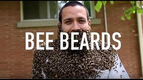 Bee Beards