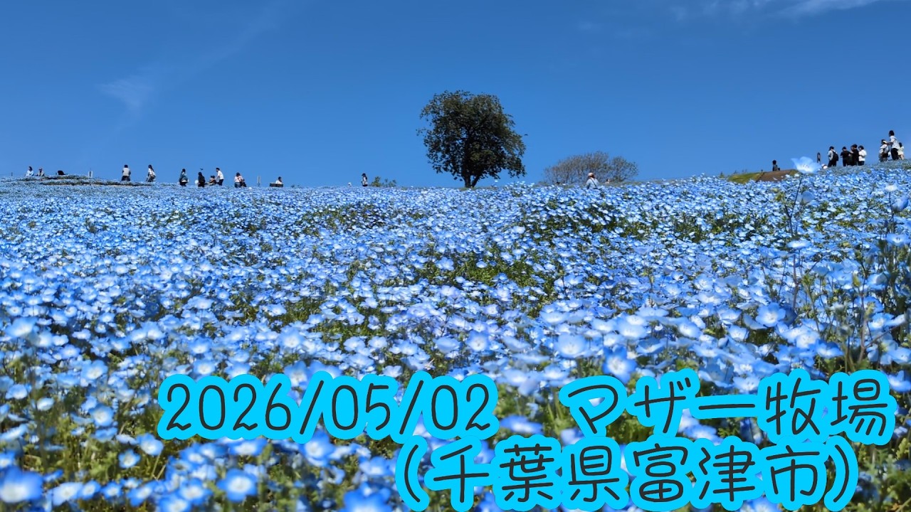 2026/05/02 マザー牧場花の谷に咲くネモフィラ（千葉県富津市） - YouTube