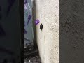 Progres pijos – arte urbano Barcellona, streetart video, art video Barcellona