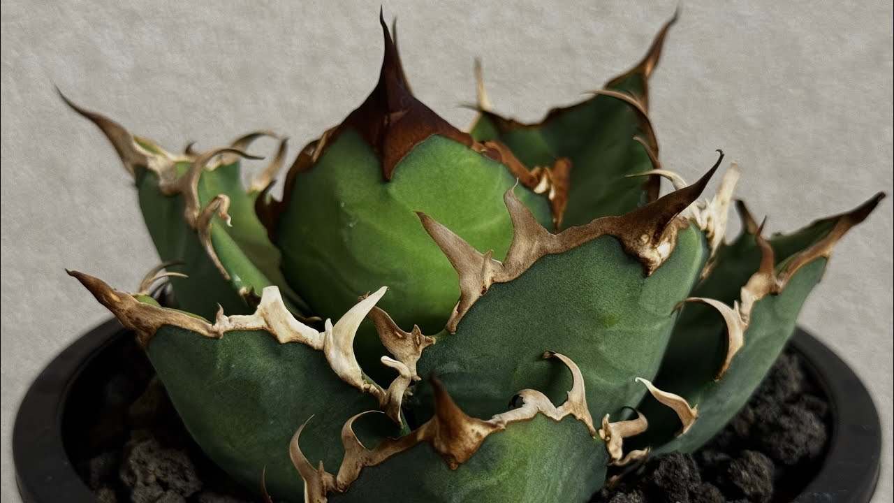 20260214 アガベ・チタノタ シーザー/凱撒（芽/大）-056｜agave