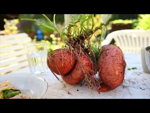 High Calorie Garden by Sheri Ann Richerson