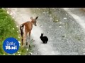 Real life bambi and thumper frolic in the woods in amazing footage