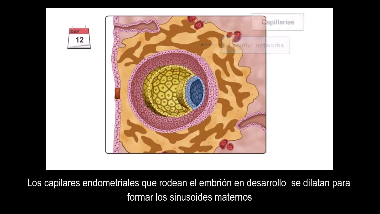 Embriología: Segunda semana del desarrollo embrionario - YouTube