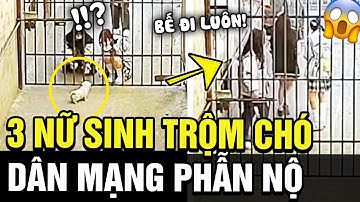 Giả vờ bế nựng CHÚ CÚN đáng yêu rồi BẾ TRỘM luôn, 3 nữ sinh khiến dân mạng phẫn nộ gay gắt | TÁM TV