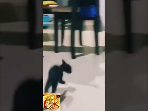 🐈 ГДЕ ТВАЯ ЖОПА 😺 | часть 14 | 🤓 Приколы с инстограмм и Тик Ток 2022