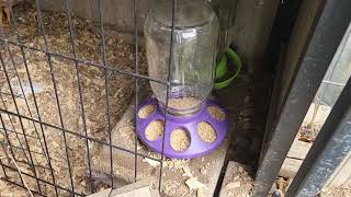 chicken brooder inside my XL sentinel chicken coop. #babychickens #brooder #urbanhomestead #simple