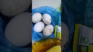 Membuat umpan jagung ikan mas #mancing #umpanmancingikanmas #umpanikanmas #umpanjagungikanmas