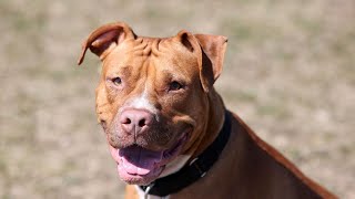 American Bully vs Golden Retriever: Which is Right for You?