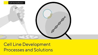 Therapeutic Biologics Identification and Cell Line Development