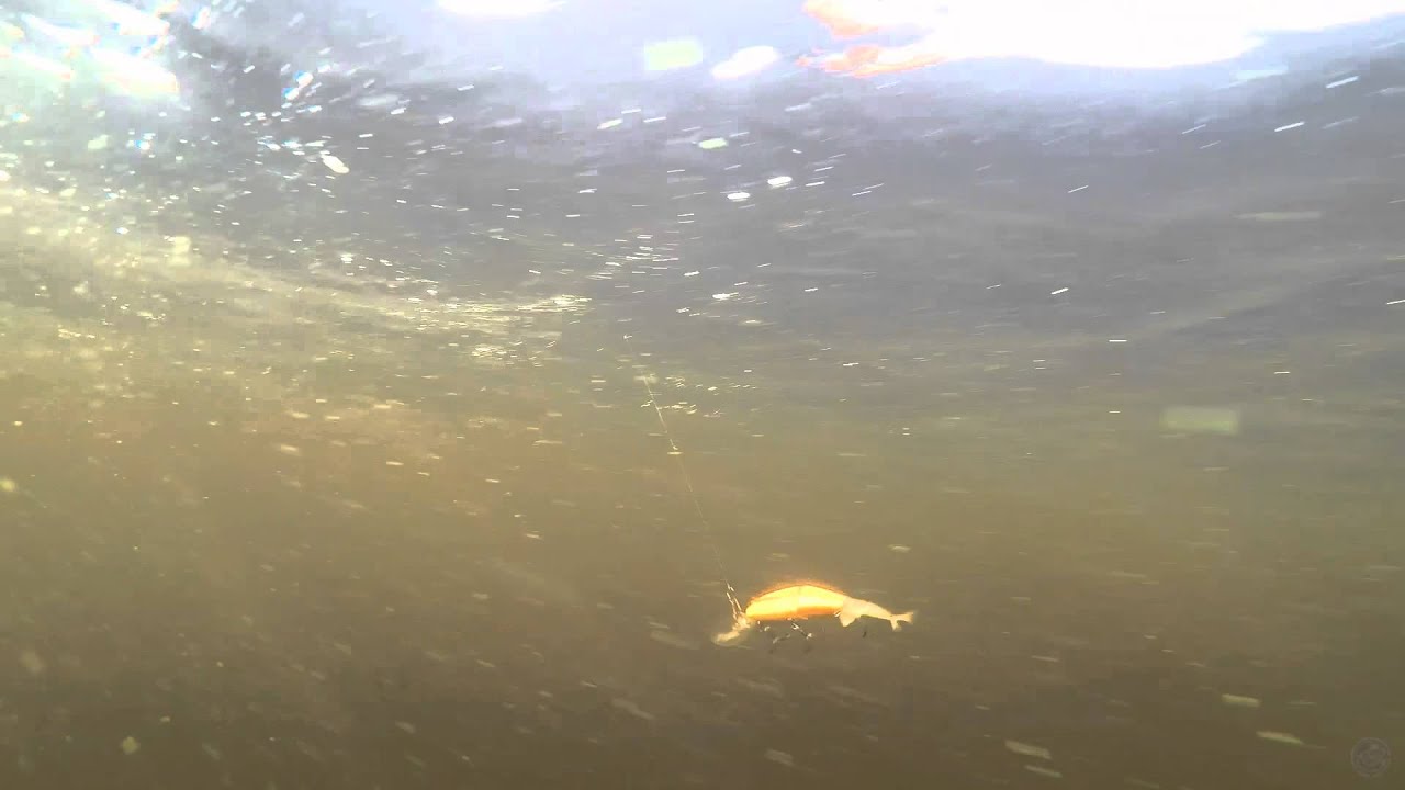 Imakatsu Killer Bill Minnow