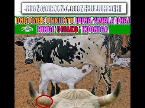 Ongombe Uuna Yavala Ohayi Ningi OMAKO Kooniga