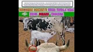 ongombe uuna yavala, ohayi ningi 'OMAKO' kooniga