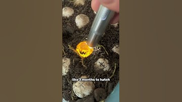 Saving a snapping turtle nest Pt. 3