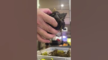 Clip khui hộp nhận RÙA Aligator sau 1 tuần đặt hàng từ Trung Quốc về