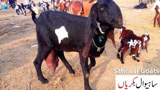 ... umeed kerta hoon ap sab ko desi sahiwal goats ki video pasand ayi
ho gi. #sahiwalgoats#de...