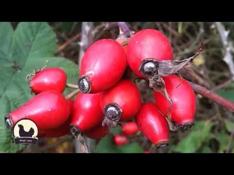 Video: Punch Of Brusnica, Mandarina I šipak