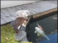 Cats and Jumbo Koi Fish (become friends)