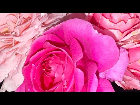 احزر مكر الايام ولتعلم أن دوام الحال من المحال