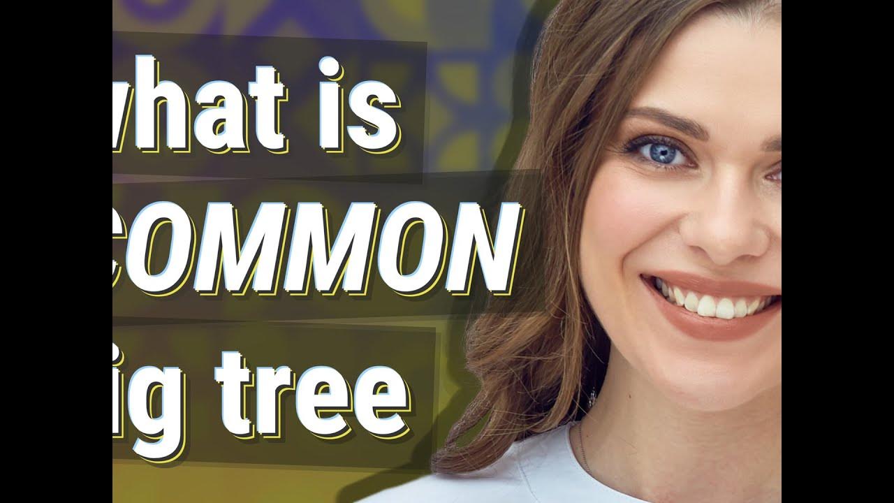 Common fig tree meaning of Common fig tree YouTube