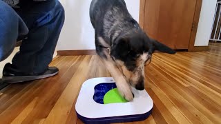 Cattle Dog Plays With Puzzle Game screenshot 3