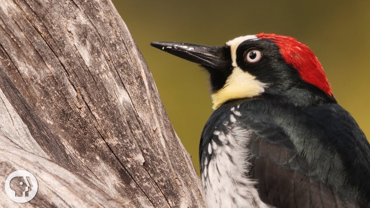 ⁣You'd Never Guess What an Acorn Woodpecker Eats | Deep Look