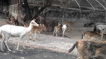 Motorola Atrix 2 Video record test Full HD