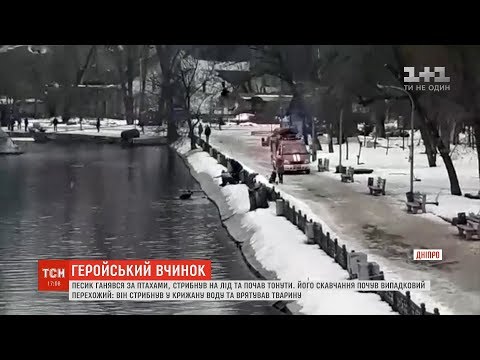 У міському парку Дніпра чоловік кинувся в озеро, аби врятувати собаку