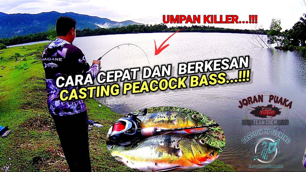 PEACOCK BASS FISHING || SPESIS PELAHAP DARI AMAZON  ‼️ FISHBAND CLAMBER || LEMOREN 🔥