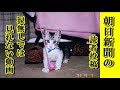 【感動 泣ける話 あの世猫】朝日新聞の読者投稿 亡き猫からの贈り物・ネットで話題に・家族の再会綴った感動の投稿【泣ける話 感動 動物 猫】動画 里親・招き猫ちゃんねる