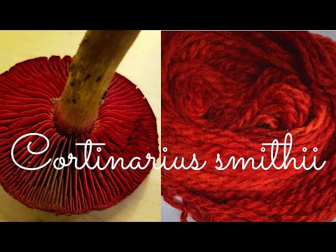 How to Dye Red with Mushrooms: Cortinarius smithii