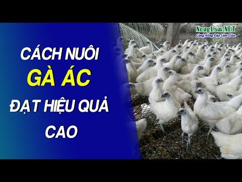 Nuôi Gà Ác Làm Giàu: Kỹ thuật nuôi Gà Ác lấy trứng và thịt toàn tập