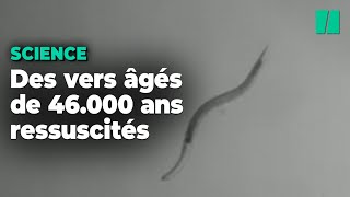Des vers ramenés à la vie 46.000 ans après avoir été emprisonnés dans la glace