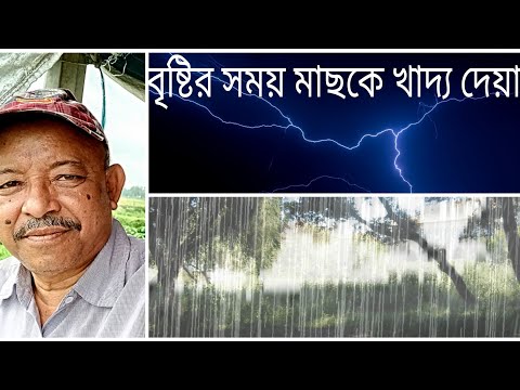 ভিডিও: বৃষ্টির পরে মাছ কেন কামড়ায় ভাল