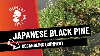 Japanese Black Pine  Decandling (Summer)