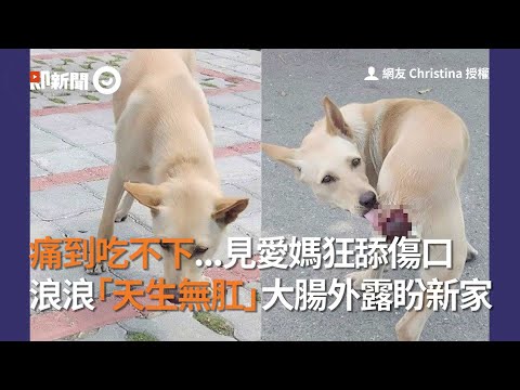 痛到吃不下...見愛媽狂舔傷口 浪浪「天生無肛」大腸外露盼新家