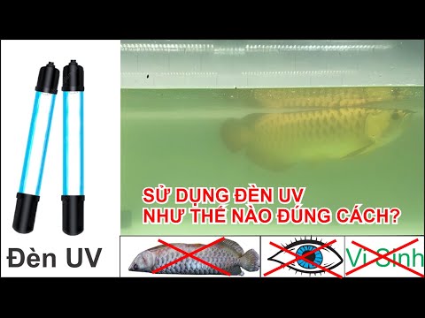 Video: Tuổi thọ của gà Rhode Island Red là bao nhiêu?