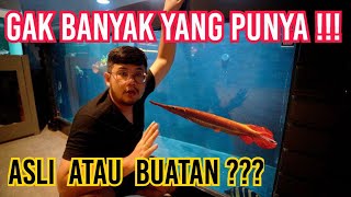 IKAN PRDATOR LANGKA BANGET ALIGATOR FULL MERAH - INI BUATAN ATAU ASLI ???