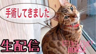 【生配信5/26】ベルの避妊手術直後の生配信