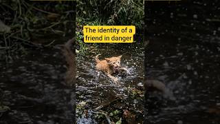 The identity of a friend in danger ❤️ #cat #dog #shorts #pets @PetsSwag @AnimalHT2721