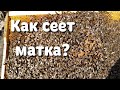 Что дала лепешка пчелам. Весенняя ревизия семей. Расплод. Корма