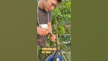 Dao ghép rèn hàng thép lò xo